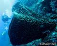 scuba diving photo