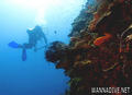 scuba diving photo