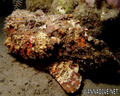 scuba diving photo