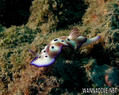 scuba diving photo