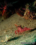 scuba diving photo