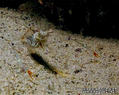 scuba diving photo