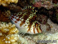 scuba diving photo