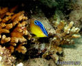 scuba diving photo