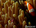 scuba diving photo