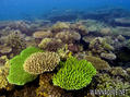 scuba diving photo