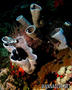 scuba diving photo
