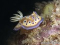 scuba diving photo