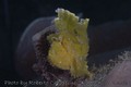 scuba diving photo