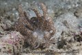 scuba diving photo
