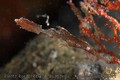 scuba diving photo