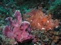 scuba diving photo