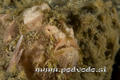 scuba diving photo