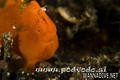 scuba diving photo