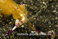 scuba diving photo