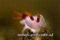 scuba diving photo