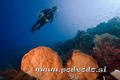 scuba diving photo