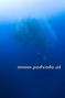 scuba diving photo