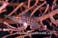 scuba diving photo