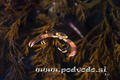 scuba diving photo