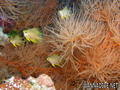 scuba diving photo
