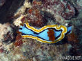 scuba diving photo