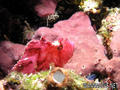scuba diving photo