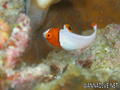 scuba diving photo