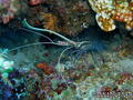 scuba diving photo