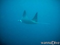 scuba diving photo