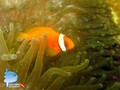 scuba diving photo