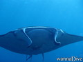 scuba diving photo