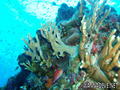 scuba diving photo