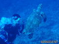 scuba diving photo
