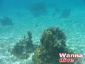 scuba diving photo