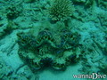 scuba diving photo