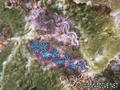 scuba diving photo