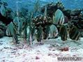 scuba diving photo