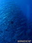 scuba diving photo