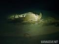 scuba diving photo