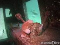 scuba diving photo