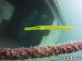 scuba diving photo