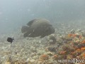 scuba diving photo