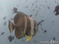 scuba diving photo
