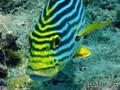 scuba diving photo