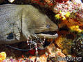 scuba diving photo