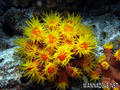 scuba diving photo