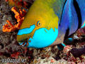 scuba diving photo