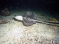 scuba diving photo