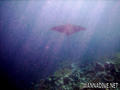 scuba diving photo